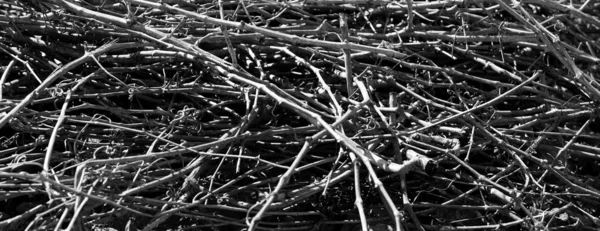 乾燥されたツルの撮影で、灰色の混乱のテクスチャ — ストック写真