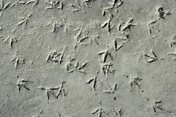 Seagull bird footprint on concrete, pattern — Stock Photo, Image