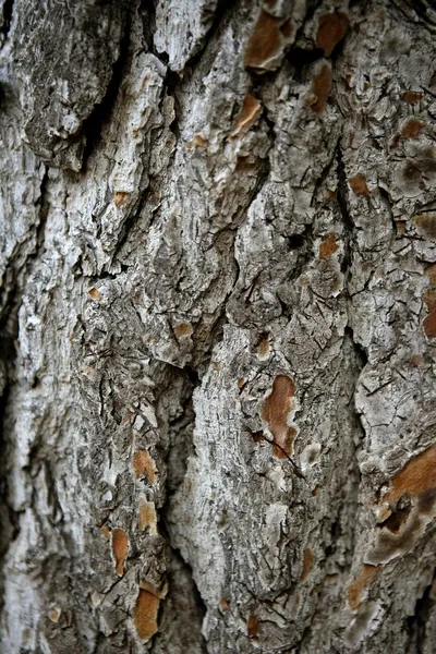 Ağaç gövde doku — Stok fotoğraf