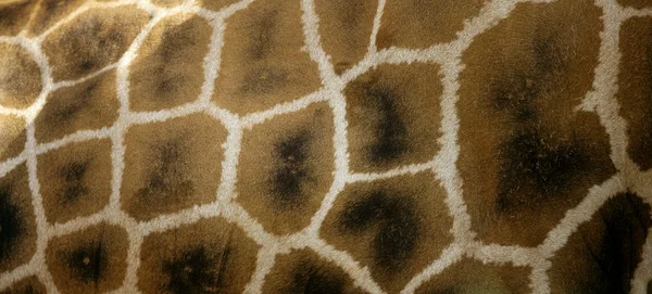 Girafa de África. Textura cutânea — Fotografia de Stock