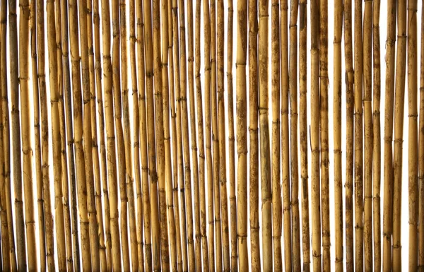 干蔗纹理背景 — 图库照片
