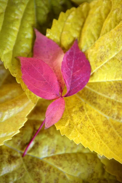 Ακόμα το φθινόπωρο τα φύλλα, σκούρο φόντο ξύλου, φύλλα πέφτουν κλασικό εικόνες — Φωτογραφία Αρχείου