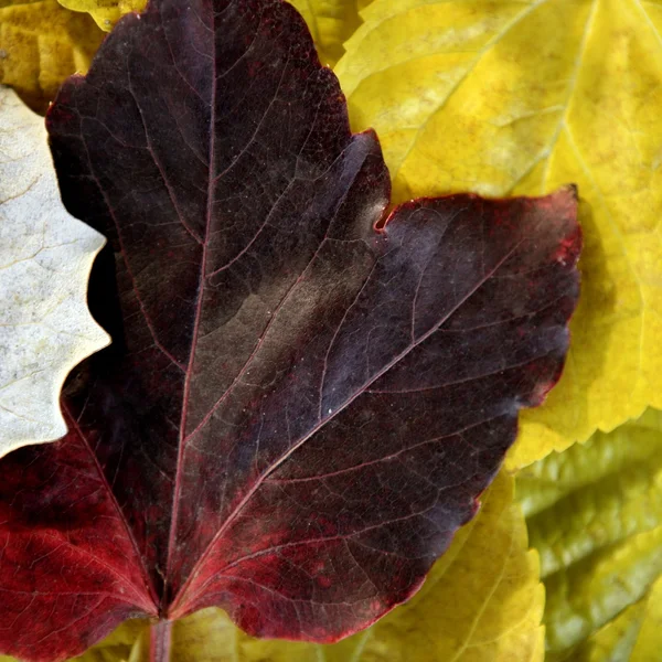 Feuilles encore de feuilles d'automne, fond en bois sombre, automne images classiques — Photo