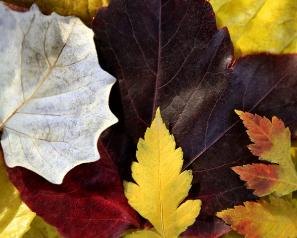 Foglie ancora di foglie autunnali, fondo legno scuro, caduta immagini classiche — Foto Stock