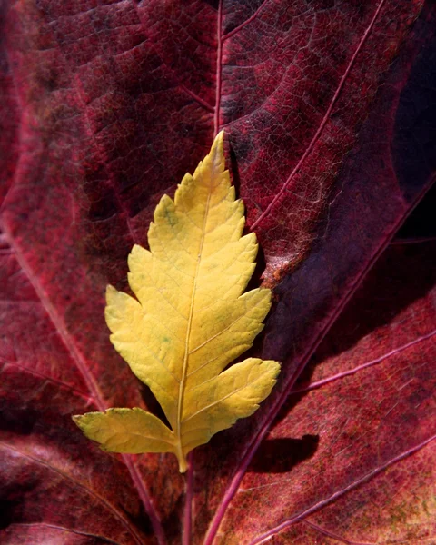 仍然的秋天的叶子，黑暗的木背景，树叶落经典图像 — 图库照片