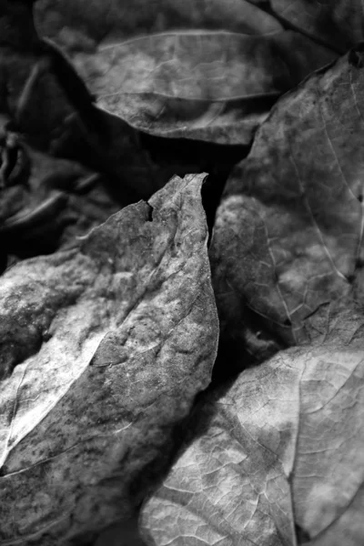 Foglie d'autunno in bianco e nero — Foto Stock