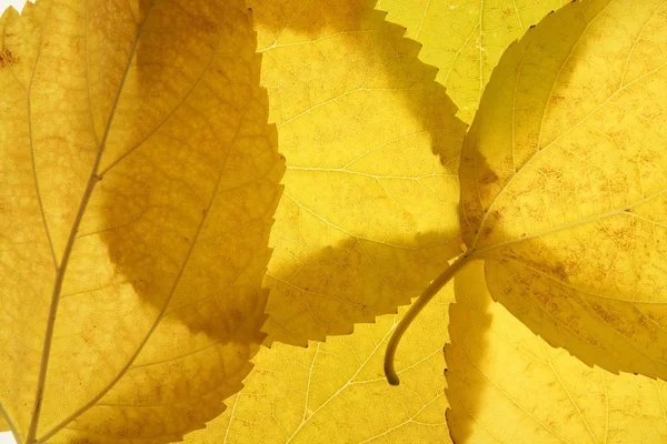 Na podzim, na podzim listí stále dekorativní na studio bílé pozadí — Stock fotografie