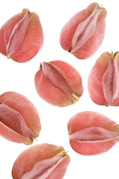 Осенние розовые цветы, белый прозрачный студийный фон — стоковое фото