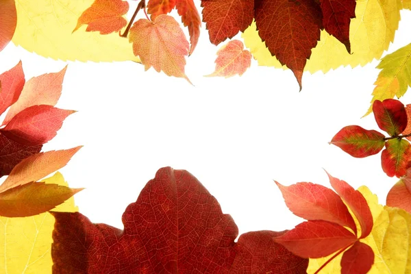Autumn, fall leaves decorative still at studio white background — Stock Photo, Image