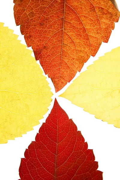 Otoño, hojas de otoño decorativo todavía en el estudio fondo blanco — Foto de Stock