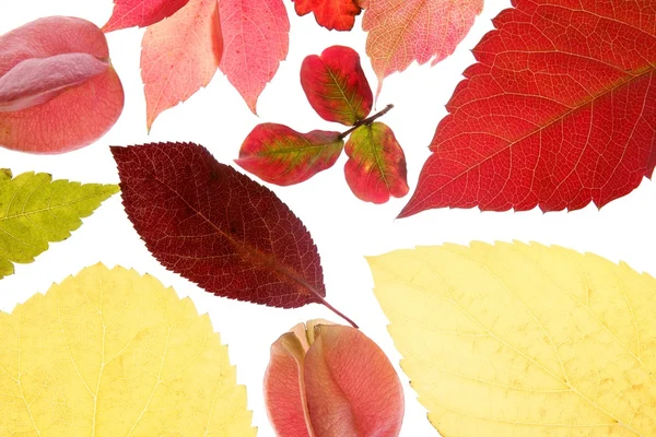 秋天，秋天树叶装饰仍在工作室白色背景 — 图库照片