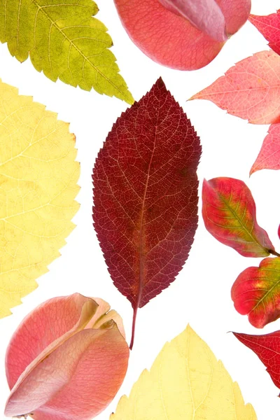 Na podzim, na podzim listí stále dekorativní na studio bílé pozadí — Stock fotografie