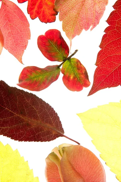 Autumn, fall leaves decorative still at studio — Stock Photo, Image