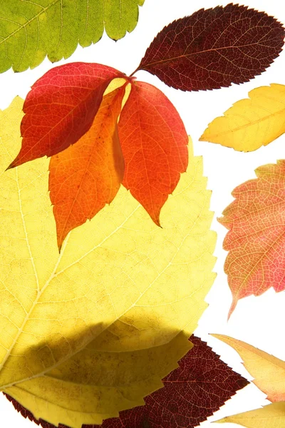 Осінь, осіннє листя декоративне все ще на білому фоні студії — стокове фото