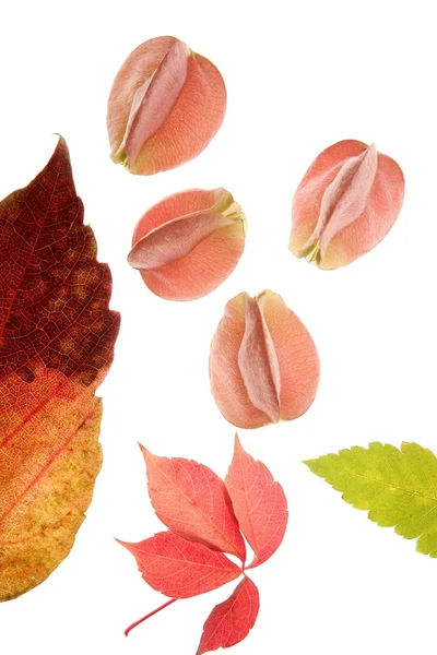 Couleur fleurs, feuilles, pétales, fond blanc isolé — Photo