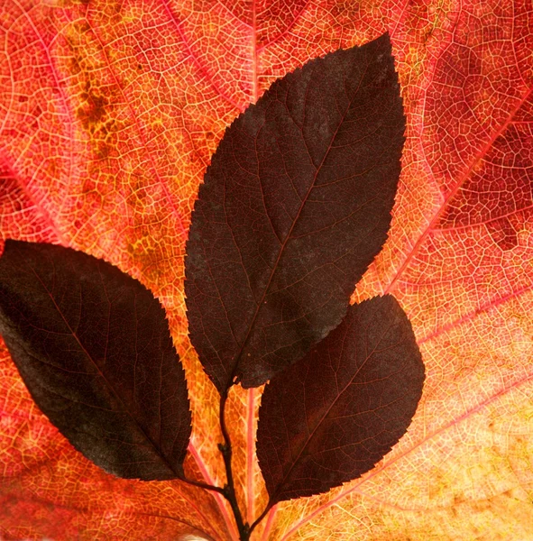 秋、秋の紅葉スタジオ ホワイト バック グラウンドでまだ装飾的です — ストック写真