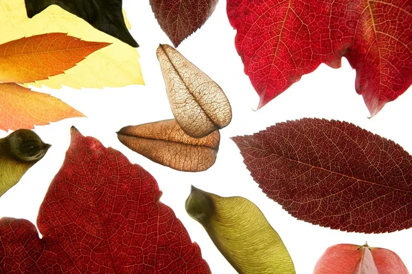 Autunno, foglie di autunno decorativo ancora in studio sfondo bianco — Foto Stock