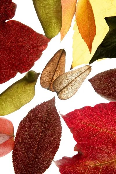 Φθινόπωρο, φθινόπωρο φύλλα ακόμα διακοσμητικό φόντο λευκό στούντιο — Φωτογραφία Αρχείου
