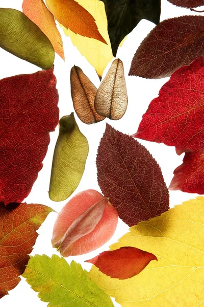 Sonbahar, sonbahar yaprakları yine stüdyo beyaz arka plan dekoratif — Stok fotoğraf