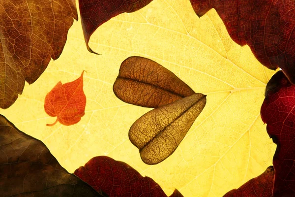 秋天的叶子在帧组成，金黄透明 — 图库照片