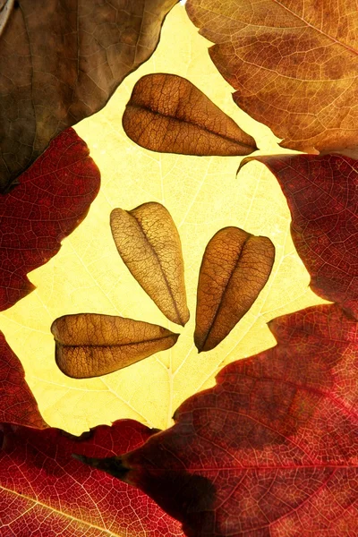 Autumn leaves in frame composition, golden transparent — Stock Photo, Image