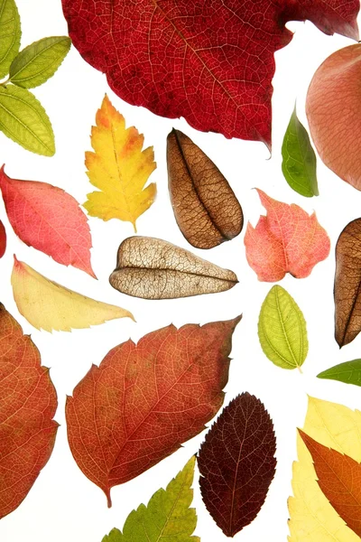 Otoño, hojas de otoño decorativo todavía en el estudio fondo blanco —  Fotos de Stock