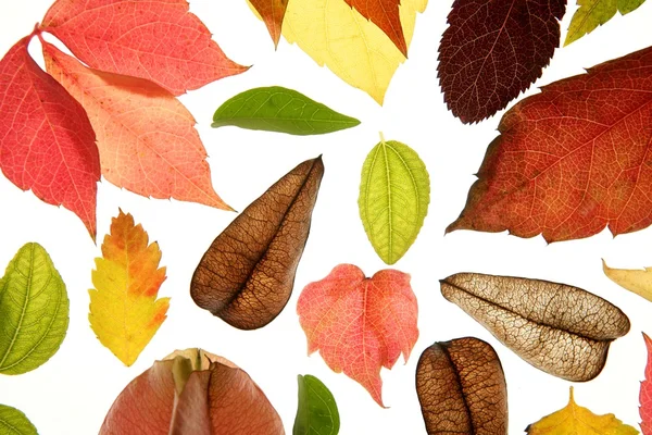 Jesień, jesień liście dekoracyjne nadal w studio białe tło — Zdjęcie stockowe