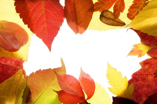 Autumn leaves frame, studio over white — Stock Photo, Image