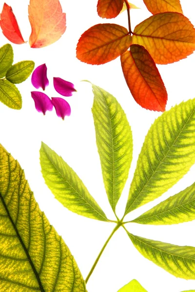 Farbe Blumen, Blätter, Blütenblätter, isolierter weißer Hintergrund — Stockfoto