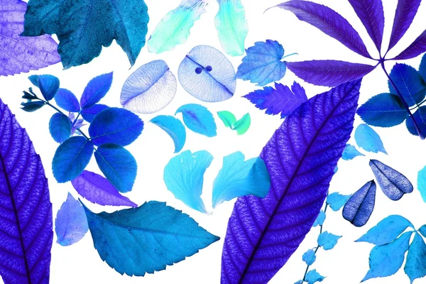 Farbmanipulierte Blumen, Blätter, Blütenblätter, isolierter weißer Hintergrund — Stockfoto