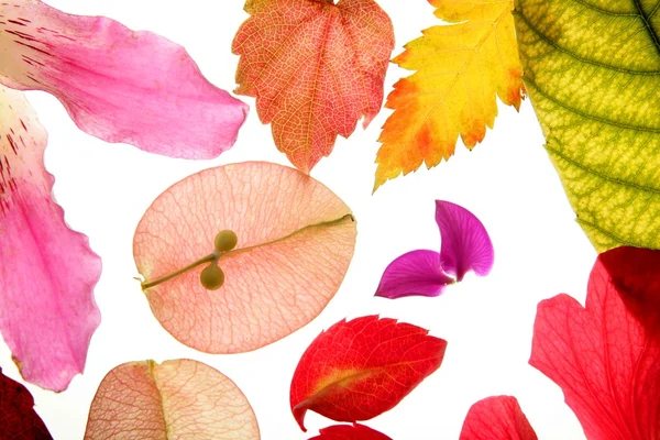 꽃, 잎, 꽃잎, 고립 된 흰색 배경 색상 — 스톡 사진