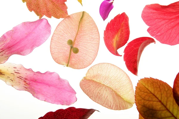 Barevné květy, listy, lístky, izolované bílé pozadí — Stock fotografie