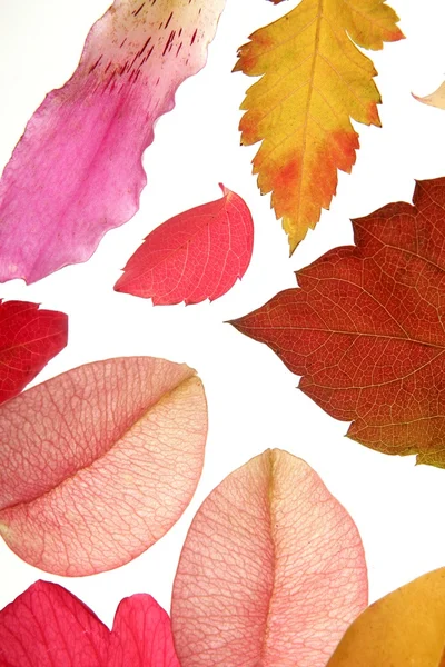 Color flores, hojas, pétalos, fondo blanco aislado —  Fotos de Stock