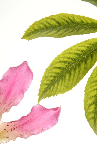 Ceiba kolor kwiat, na białym tle — Zdjęcie stockowe