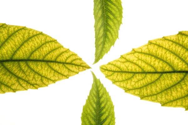 Grüne Blätter in lebendigem Grün, Mispel, Ceiba, weißem Studiohintergrund — Stockfoto