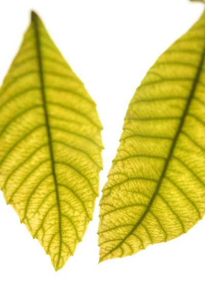 Grüne Blätter in lebendigem Grün, Mispel, weißer Studiohintergrund — Stockfoto