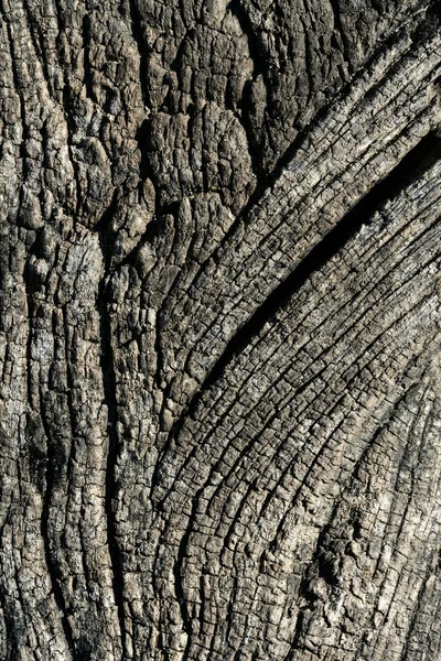 老化させた灰色木マクロ テクスチャの背景 — ストック写真