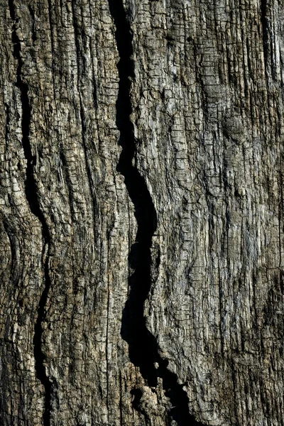Textura macro de madeira cinza envelhecida para fundo — Fotografia de Stock