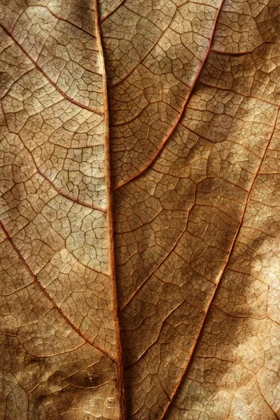 Close up of a leaf, gloden brown in autumn — Stock Photo, Image