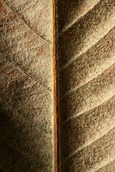 El primer plano de la hoja, gloden castaño oscuro en otoño — Foto de Stock