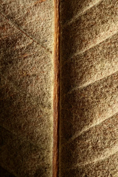 Bliska liścia, gloden brązowy jesienią — Zdjęcie stockowe