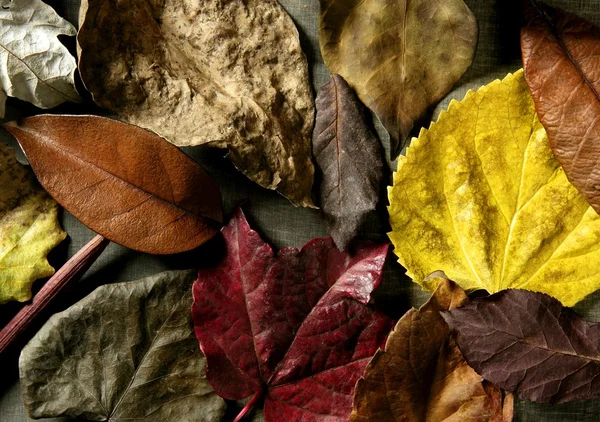Ακόμα του φθινοπώρου φύλλα, σκούρο ξύλο φόντο, εικόνα πτώση — Φωτογραφία Αρχείου