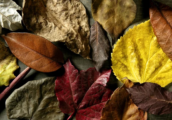 Still of autumn leaves, dark wood background, fall image — Stock Photo, Image