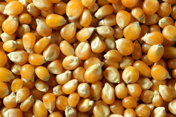오렌지 색상에 말린된 매크로 옥수수 씨앗 — 스톡 사진