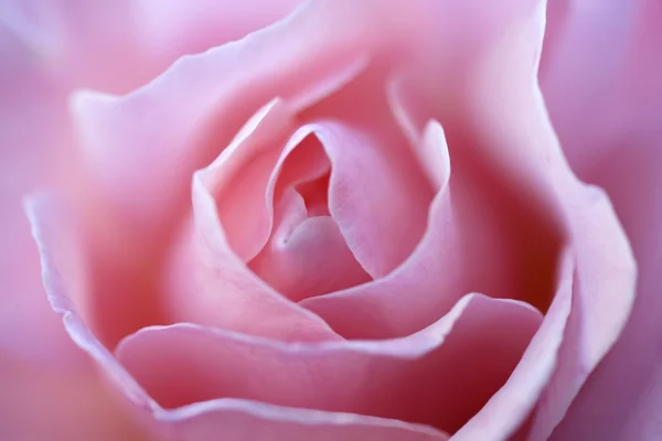 Macro di fiore di rosa colorato — Foto Stock