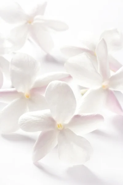 Jasmínových květů na bílém pozadí — Stock fotografie