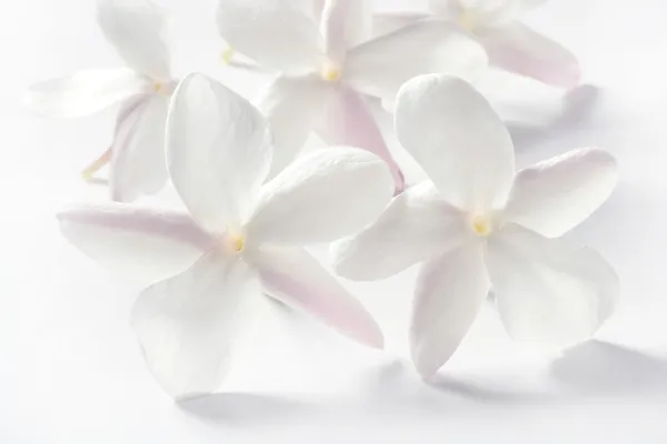 Jasmin blommor på vit bakgrund — Stockfoto