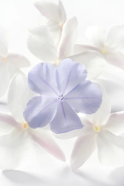 Flores de jasmim sobre fundo branco — Fotografia de Stock