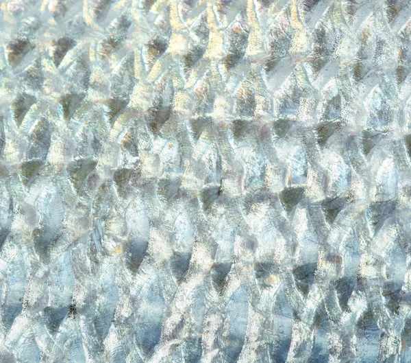 デントン、地中海の sparus の魚、鯛、鯛 — ストック写真