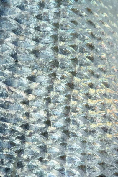 Denton, pez pardo mediterráneo, dorada, pargo — Foto de Stock
